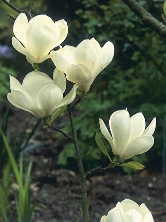 Gösterişli Manolya Fidanı (Magnolia grandiflora) - 2 Yaşında Saksılı, Beyaz Çiçekli Bahçe Bitkisi