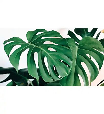 Deve Tabanı Bitkisi Ithal 50-70 Cm Monstera Deliciosa (Dekoratif Beyaz Saksılı)