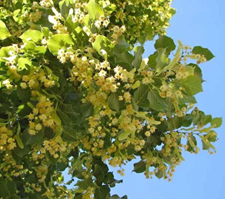 "Tüplü Ihlamur Fidanı - Kolay Yetişen ve Aromatik Çiçekler"2 yaş