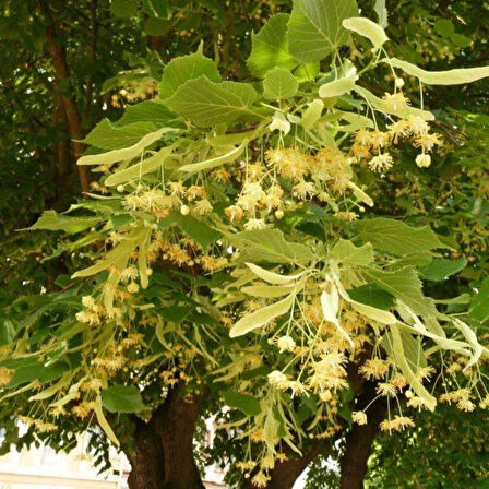 "Tüplü Ihlamur Fidanı - Kolay Yetişen ve Aromatik Çiçekler"2 yaş