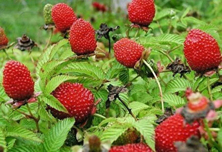 1 Adet Bahçenize Tatlı Dokunuş - Çilek Ahududu Fidanı (Rubus illecebrosus)1 yaş 