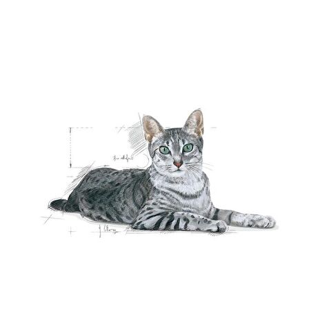 Royal Canin Indoor27 7 Yaş ve Üzeri Kuru Kedi Maması 1.5kg
