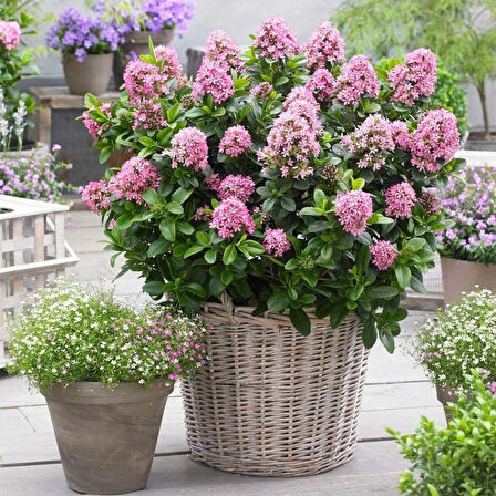 2 Yaşında Saksılı Pembe Çiçekli Eskalonya (Escallonia leavis pink elle) Fidanı | Hoş Kokulu ve Dayanıklı Bitki Fidanı 