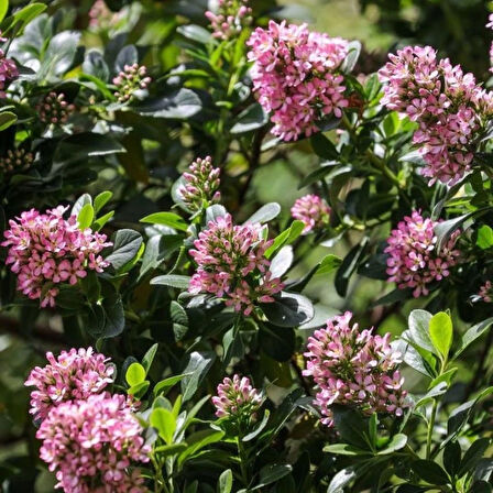 2 Yaşında Saksılı Pembe Çiçekli Eskalonya (Escallonia leavis pink elle) Fidanı | Hoş Kokulu ve Dayanıklı Bitki Fidanı 