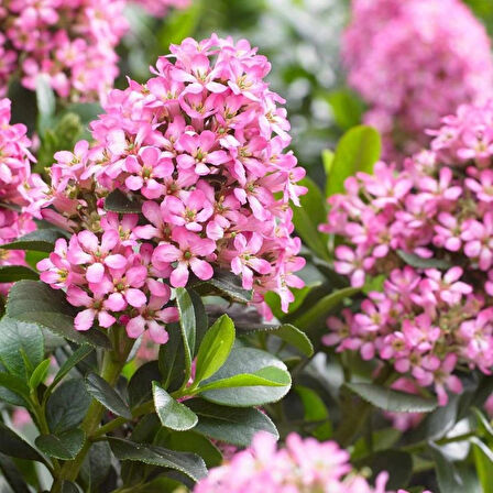 2 Yaşında Saksılı Pembe Çiçekli Eskalonya (Escallonia leavis pink elle) Fidanı | Hoş Kokulu ve Dayanıklı Bitki Fidanı 