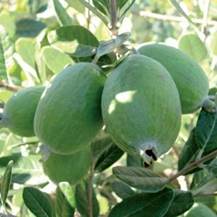 "1 Yaşında Yeşil Mini Kivi (Actinidia arguta) Fidanı - Bahçeniz İçin Lezzetli ve Sağlıklı Meyveler"