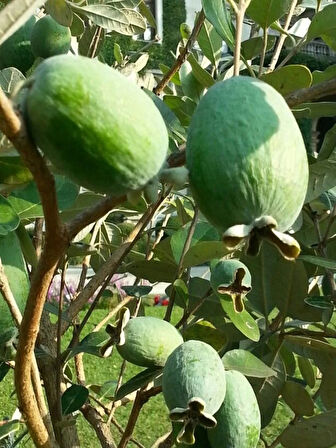 "1 Yaşında Yeşil Mini Kivi (Actinidia arguta) Fidanı - Bahçeniz İçin Lezzetli ve Sağlıklı Meyveler"