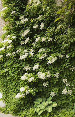 "Tüplü Sarmaşık Ortanca Gülü (Hydrangea petiolaris) - Bahçenize Zarafet ve Güzellik Katın