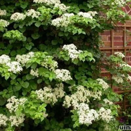 "Tüplü Sarmaşık Ortanca Gülü (Hydrangea petiolaris) - Bahçenize Zarafet ve Güzellik Katın