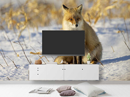 Kar Üzerinde Tilki Manzaralı Duvar Kağıdı