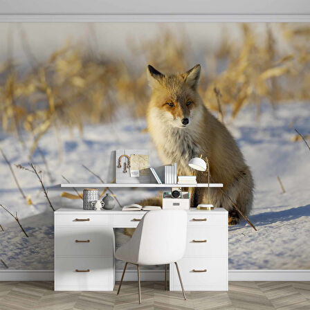 Kar Üzerinde Tilki Manzaralı Duvar Kağıdı