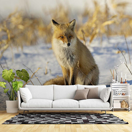 Kar Üzerinde Tilki Manzaralı Duvar Kağıdı