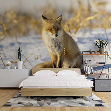 Kar Üzerinde Tilki Manzaralı Duvar Kağıdı