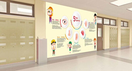 5 Duyu Organımız Okul Duvar Kağıdı