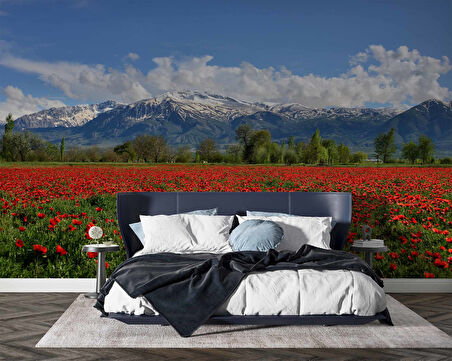 Erzincan Gelincik Manzaralı Duvar Kağıdı