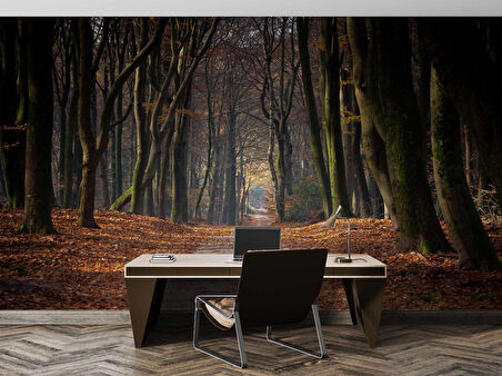 Orman Yolu Manzaralı Duvar Kağıdı