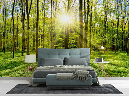 Doğa, Orman ve Ağaç Duvar Kağıdı