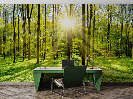 Doğa, Orman ve Ağaç Duvar Kağıdı