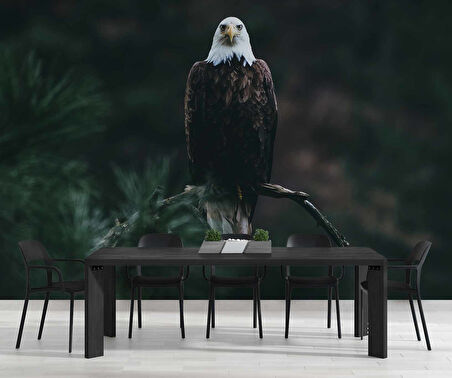 Kartal Temalı Duvar Kağıdı Baskı