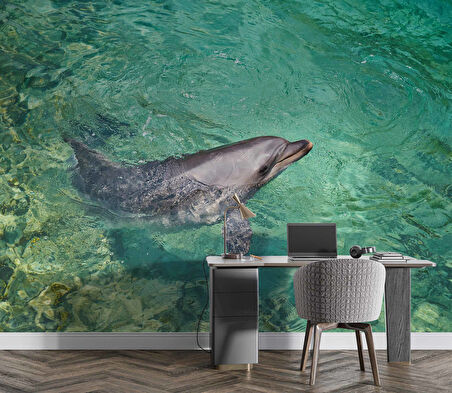 Deniz ve Yunus Balığı Temalı Duvar Kağıdı