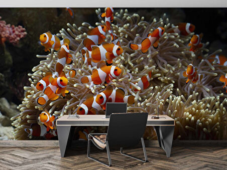 Japon Balığı ve Akvaryum Manzaralı Duvar Kağıdı