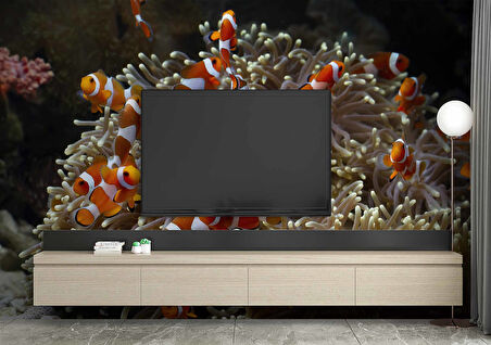 Japon Balığı ve Akvaryum Manzaralı Duvar Kağıdı