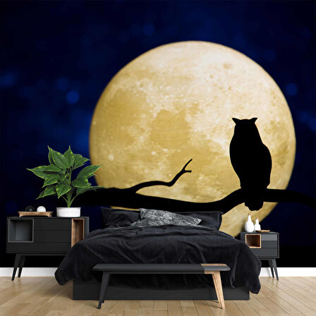 Gece Ay ve Baykuş Manzaralı Duvar Kağıdı