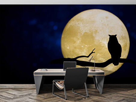 Gece Ay ve Baykuş Manzaralı Duvar Kağıdı
