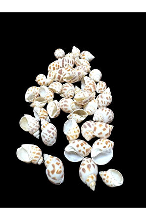 Deniz Kabukları 100 Gr NO-10-BABYLONİA AREOLATA