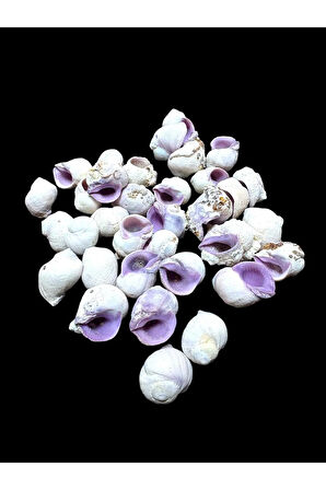 Deniz Kabukları 100 Gr NO-11-CEBUBEAUTY