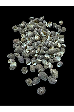 Deniz Kabukları 100 Gr NO-16-NERİTACOMMUNİS