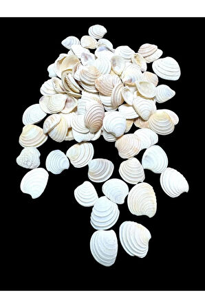 Deniz Kabukları 100 Gr NO-18-CLAMROSE2