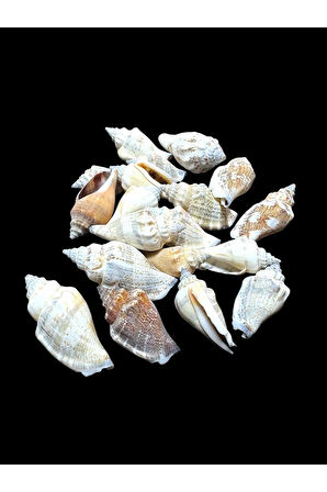 Deniz Kabukları 100 Gr NO-4-MİTRASANGUİSUGA