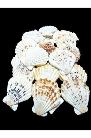 Deniz Kabukları 100 Gr NO-5-PECTENMASTARENSİS