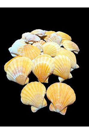 Deniz Kabukları 100 Gr NO-6-VİKSİLLİUMORANGE