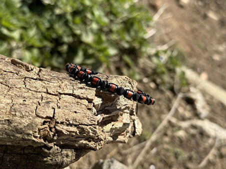 Kırmızı Jasper, Hematit Bileklik - Iden Black Red Bileklik - Tasarım Bileklik 4mm Ayarlanabilir