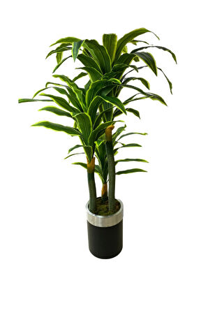 Dracaena Fragrans 170 Cm 3 Gövde Yapay Ağaç 40x30 Gümüş Kemerli Siyah Saksı