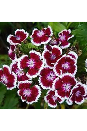 10 Adet Karışık Hüsnü Yusuf Çiçek Tohumu