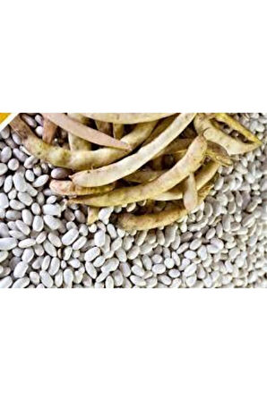 350 Adet Tohum Süper Paket Beyaz Fasulye Tohumu Kuru Fasulye Tohumu