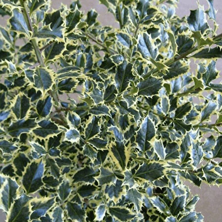 Alacalı Çoban Püskülü (Ilex aquifolium) Fidanı Dekoratif ve Dört Mevsim Yeşil 1-2 yaş arası saksılı