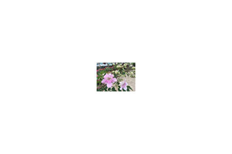 Campsis Radicans Acem Borusu Pembe 20-40 cm