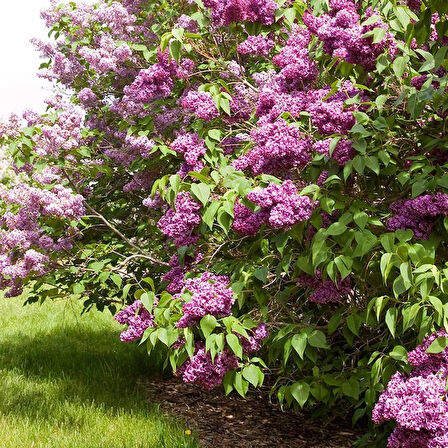 Leylak Ağacı Fidanı - Syringa Vulgaris - Çiçekli Ağaç Fidanı 1-2 yaş arası tüplü