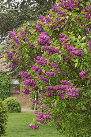 Leylak Ağacı Fidanı - Syringa Vulgaris - Çiçekli Ağaç Fidanı 1-2 yaş arası tüplü