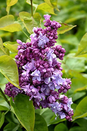 Leylak Ağacı Fidanı - Syringa Vulgaris - Çiçekli Ağaç Fidanı 1-2 yaş arası tüplü