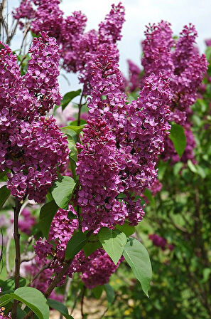 Leylak Ağacı Fidanı - Syringa Vulgaris - Çiçekli Ağaç Fidanı 1-2 yaş arası tüplü