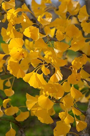 2 Adet Mabet Ağacı (Ginkgo biloba): Peyzaj, Fidan ve Bahçeniz için Eşsiz Bir Yaşam Gücü