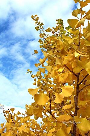 2 Adet Mabet Ağacı (Ginkgo biloba): Peyzaj, Fidan ve Bahçeniz için Eşsiz Bir Yaşam Gücü