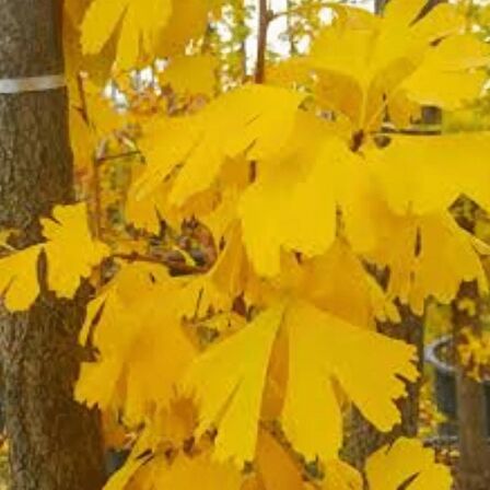 2 Adet Mabet Ağacı (Ginkgo biloba): Peyzaj, Fidan ve Bahçeniz için Eşsiz Bir Yaşam Gücü