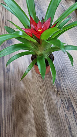 guzmania