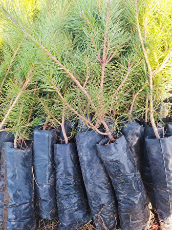 Karaçam Fidanı - Pinus Nigra - 20-50 cm Boyunda Dayanıklı Çam Fidanı